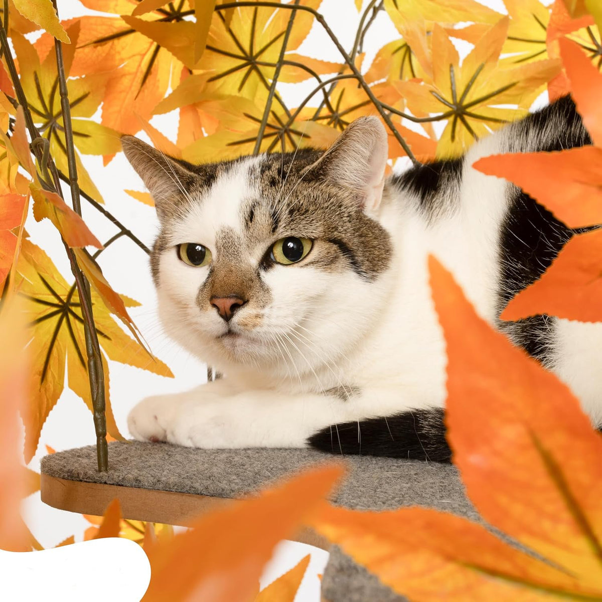 Arbre à Chat Chat'Canopée : Aventure Naturelle