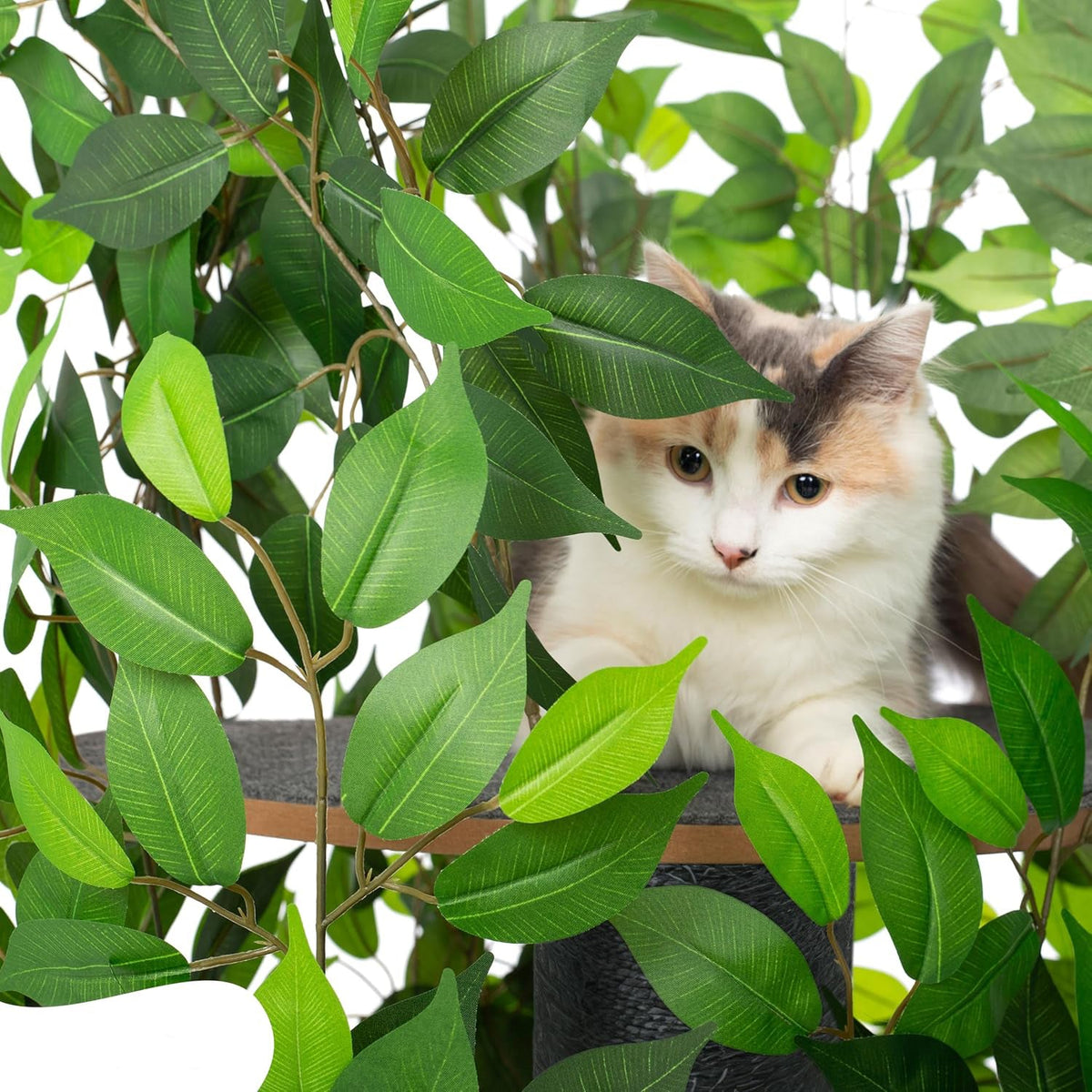 Arbre à Chat Chat'Canopée : Aventure Naturelle